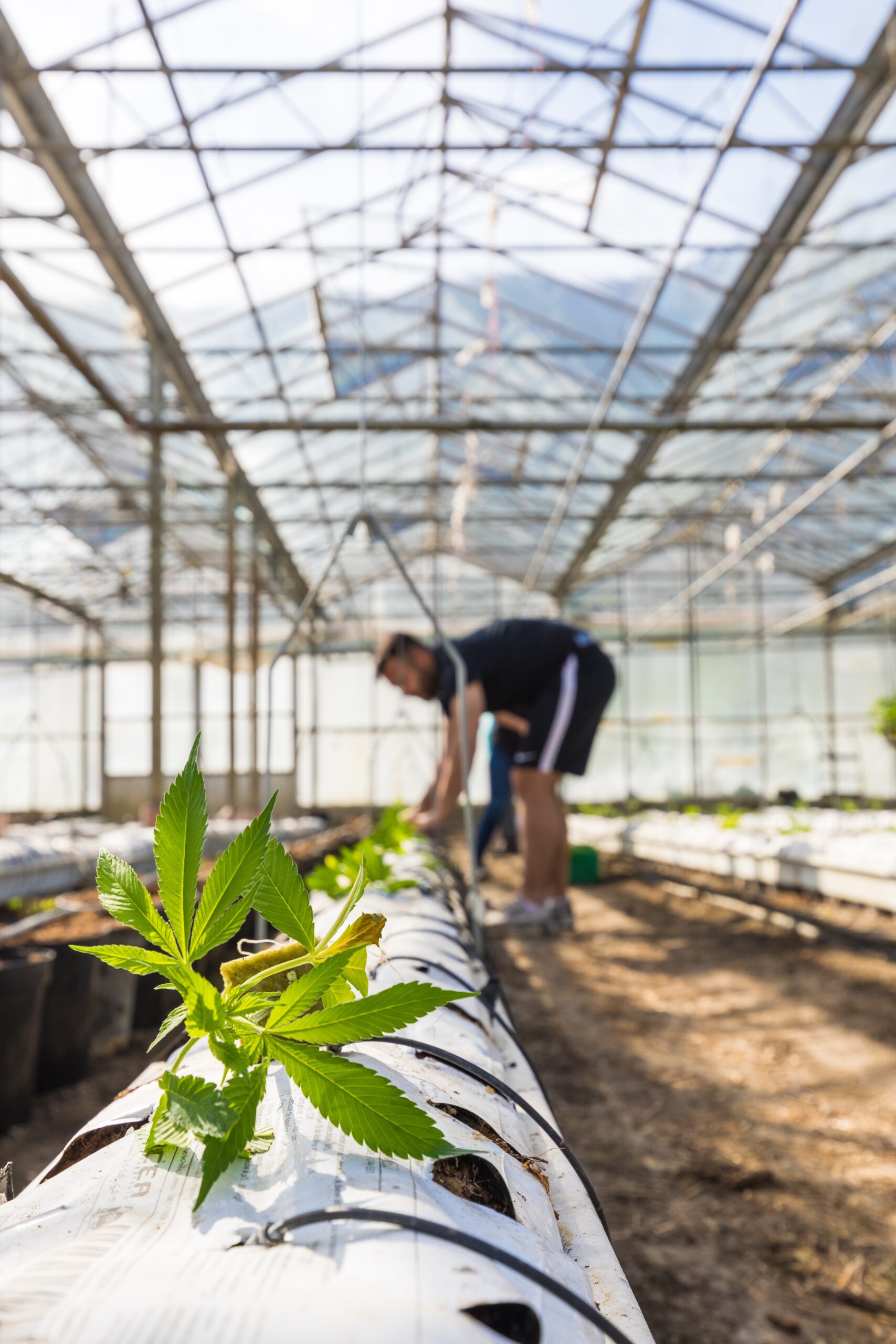Vereinsmitglied in einem Gewächshaus, Arbeitet an den Cannabispflanzen.